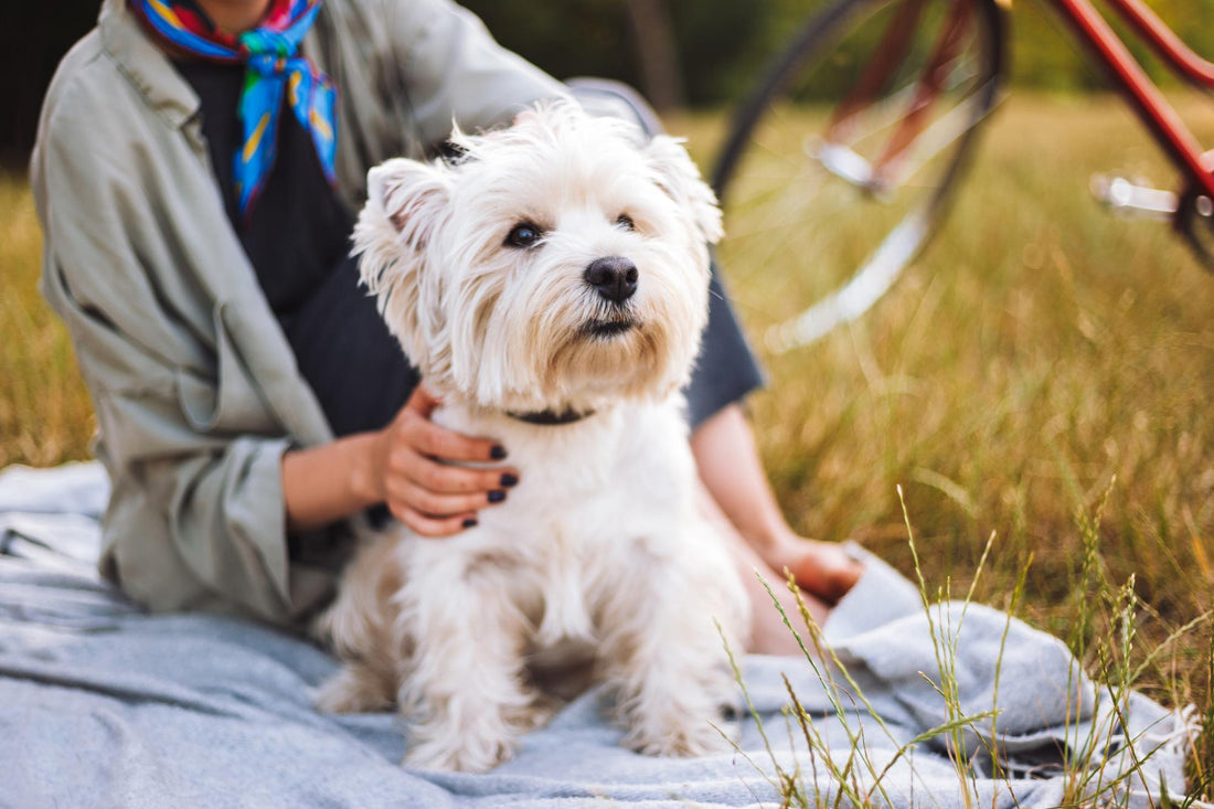 Bark-itects of Joy: Unleashing Happiness with [Your Dog Store Name]