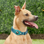 Pet Loss Prevention Collar