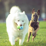 Interactive Pet Feeder